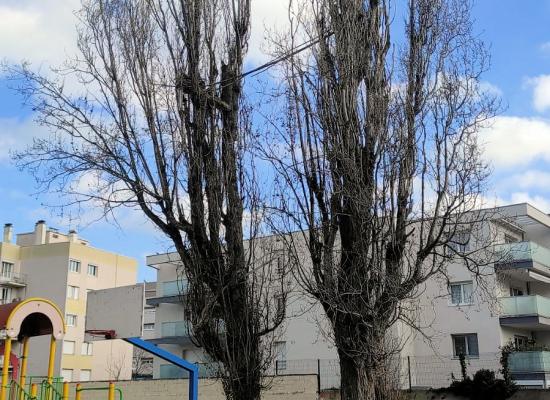 Sécurisation peupliers en copropriété