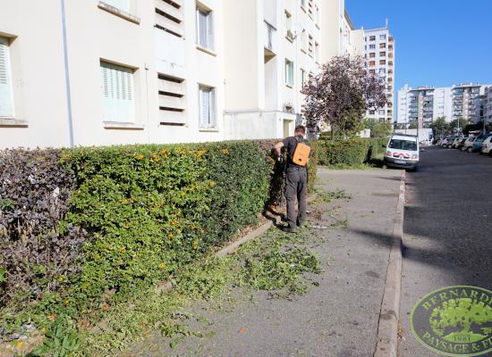 Taille en copropriété