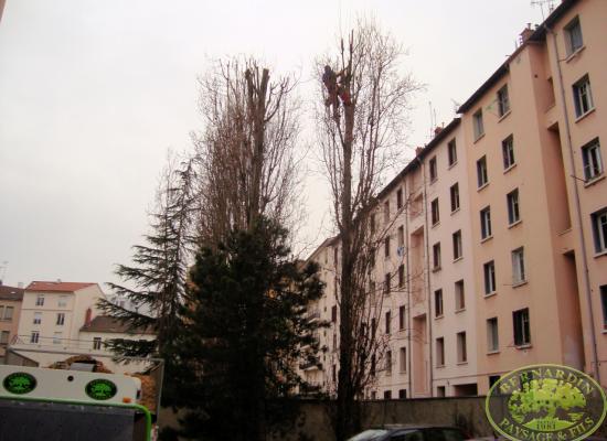 Etêtage peuplier en copropriété